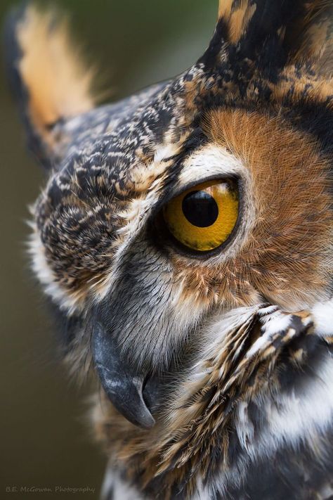Regard Animal, Animal Photography Wildlife, Regnul Animal, Owl Photography, Owl Photos, Owl Pictures, Great Horned Owl, Horned Owl, Wildlife Photos