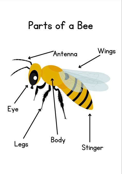 This is a Bee Preschool Unit. 7 pages total. Life Cycle of a Bee, Anatomy of a Bee, tracing the Letter B, and Matching game included. For ages 3-5. Honey Bee Activities Preschool, Parts Of A Bee Preschool, Bees Activity For Preschool, Bee Activities For Preschoolers, Bee Centers For Preschool, Bee Art For Kindergarten, Bee Theme Activities Preschool, Learning About Bees Preschool, Bumblebee Preschool Activities