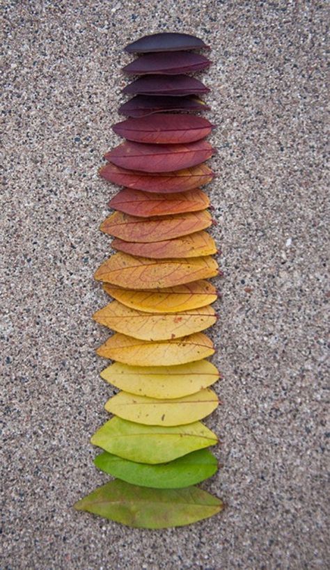 fall leaves for fall decorating Land Art, Environmental Art, Things Organized Neatly, Andy Goldsworthy, Natural Forms, Leaf Art, Colour Schemes, Color Inspiration, Nature Art