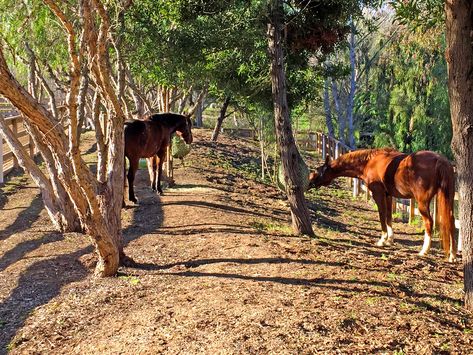 Naturally shaded grazing in paddock paradise space Santa Fe, Paradise Paddock, Horse Paradise, Horse Obstacles, Paddock Trail, Equestrian Barns, Animal Enrichment, Horse Paddock, Horse Behavior