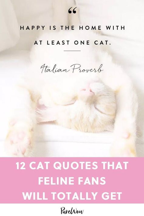 12 Cat Quotes That Feline Fans Will Totally Get #purewow #family #pet #cat Dog Cat Tattoo, Quote Friendship, Cat Lover Quote, Grey French Bulldog, Emotional Honesty, Bungalow Flooring, Easy Pets, Complicated Relationship, Owning A Cat