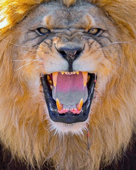 February 26, 2019 - Heidelberg, Baden-Wuerttemberg, Germany - Berber lion Chalid stands with his mouth open in the new enclosure at… Heidelberg, Lion With Mouth Open, Lion Mouth Open, Lion Open Mouth, Open Mouth Drawing, Lion Drawing, Mouth Drawing, Lion Images, Lion Logo