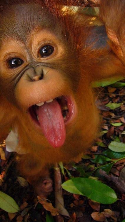 Embedded image Friday Humor Tgif, Tgif Funny, Friday Messages, Baby Monkeys, Baby Orangutan, Good Morning Happy Friday, Morning Memes, Good Morning Friday, Monday Memes