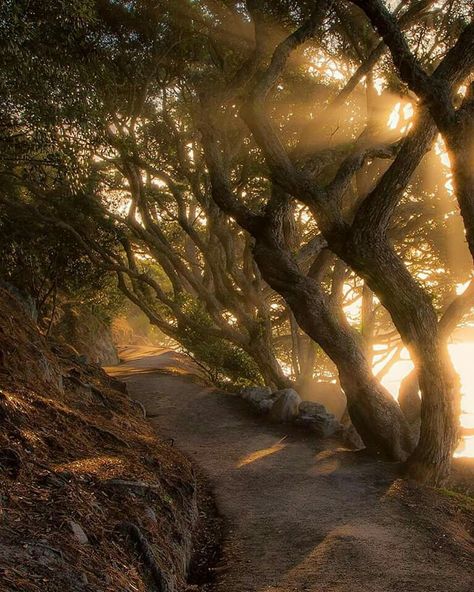 Path Landscape, Landscape Clouds, Mount Maunganui, Bay Of Plenty, Foto Vintage, Alam Yang Indah, Nature Aesthetic, Pretty Places, In The Woods