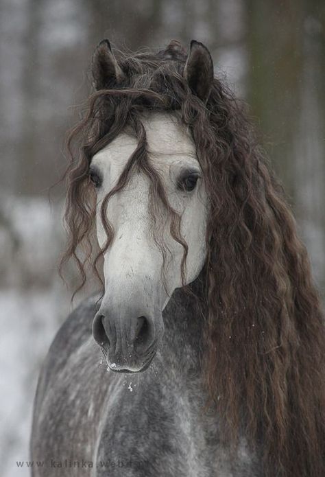 Chestnut Morgan Horse, Horse Headshot Photography, Cool Horses, Appaloosa Mustang, Lup Singuratic, حصان عربي, Dapple Grey Horses, Regnul Animal, Cai Sălbatici