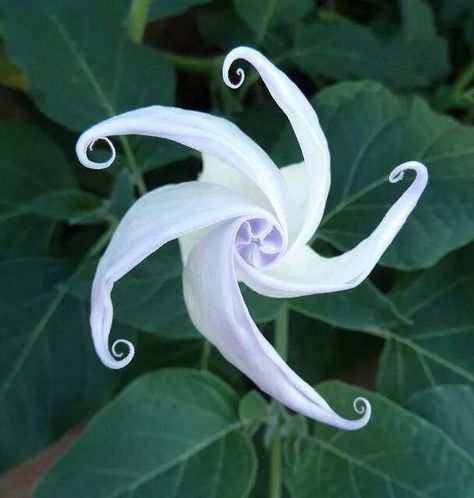 Moon flower. Exotic Flowers, Moon Garden, Unusual Plants, Unusual Flowers, Rare Flowers, Moon Flower, Unique Flowers, Exotic Plants, Flower Beauty