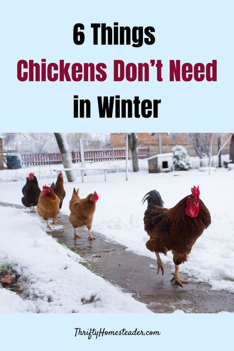 Keeping Chickens In Winter, Winter Prep For Chickens, Chicken Coops For Winter, Chickens Winter Care, Homestead Chicken Coop Ideas, Winter Dust Bath For Chickens, Winter For Chickens, How To Care For Chickens In The Winter, Chicken Coop Ideas For Winter