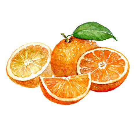Sliced Orange, Orange Artwork, Lion Clipart, Tumblr Illustration, Fruit Tattoo, Watercolor Orange, Fruits Drawing, Cat Scottish Fold, Cat Clipart