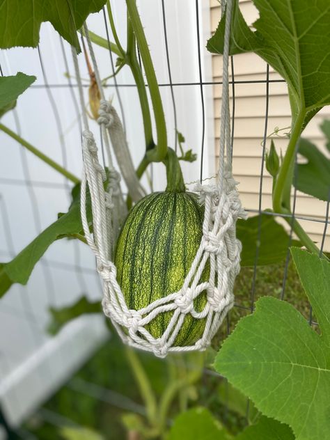 Macrame Garden Trellis, Macrame Trellis, Pumpkin Support, Squash Support, Trellis Squash, Macrame Pumpkin, Nails Cute Acrylic, Verticle Garden, No Bake Strawberry Cheesecake