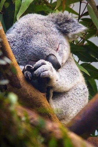 Un Mundo en Paz: El incomparable mundo animal Regnul Animal, Söt Katt, Cele Mai Drăguțe Animale, Baby Koala, Koala Baby, Animale Rare, Haiwan Peliharaan, صور مضحكة, Cute Animal Pictures