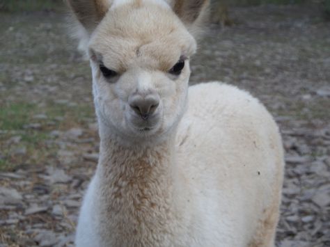 You are making me very angry!  Oh wait, that's just how my face always looks.  grrrrr Animals, Very Angry, Alpaca