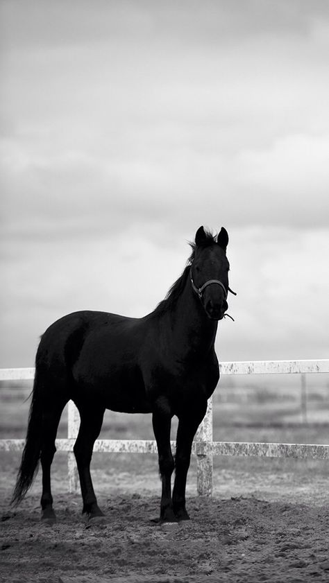 Beautiful black horse Black Horses, Black Horse Wallpaper, Horse Shadow, Shadow Wallpaper, Horse Things, Horse Wallpaper, Akhal Teke, Equestrian Sports, Wallpaper Black
