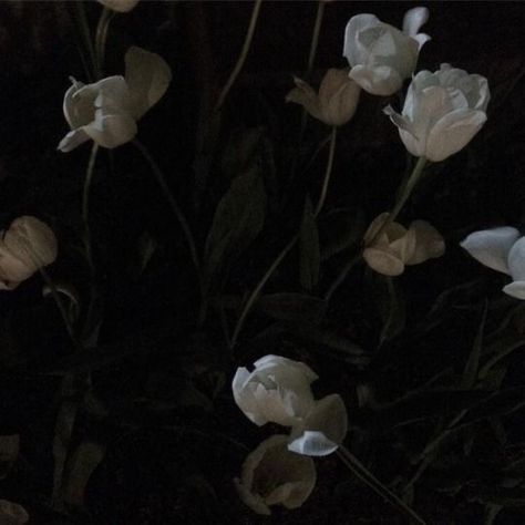 Ethereal Aesthetic, Fotografi Vintage, Instagram Cool, Art Ancien, Dark Flowers, Dark Paradise, Arte Obscura, Japanese Aesthetic, Aesthetic Colors