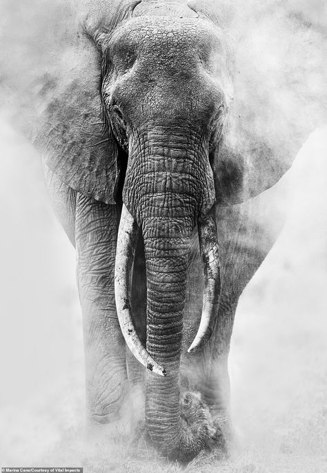 Nature, Frans Lanting, Lynn Johnson, Elephants Photos, Wild Elephant, Jane Goodall, Elephant Sanctuary, Wildlife Photos, Wall Art Black