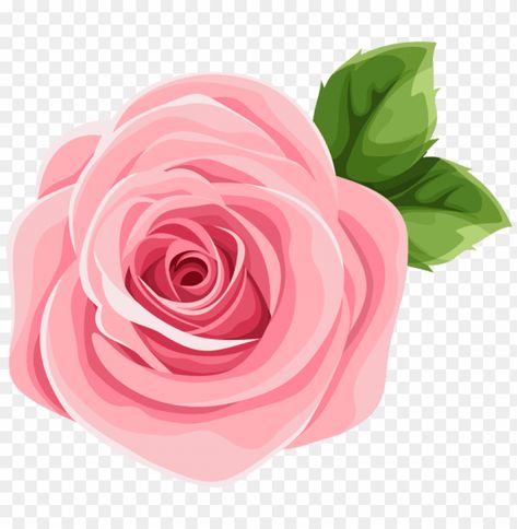 Free Png Backgrounds, Rose Illustration Design, Pink Rose Drawing, Rosas Color Rosa, Pink Cute Flower, Pink Rose Illustration, Vintage Rose Illustration, Flower Png Transparent Background, Pink Rose Sticker