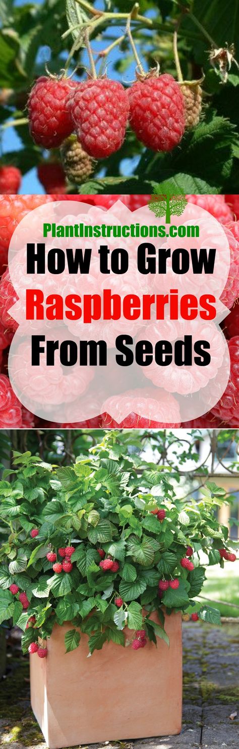Grow Raspberries From Fruit, Grow Raspberries From Seed, Growing Raspberries From Seeds, How To Grow Raspberries, Grow Raspberries, Raspberry Bush, Growing Raspberries, Raspberry Plants, Strawberry Planters
