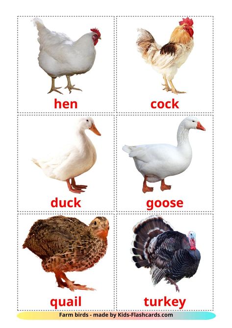 Farm birds - 11 Free Printable english Flashcards Birds Pictures With Names, Printable Animal Pictures, Farm Animals Pictures, English Flashcards, Animal Pictures For Kids, Kids Preschool Learning, Flashcards For Toddlers, Pets Preschool, Animal Lessons