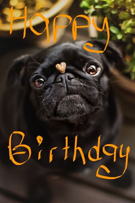 Lindura Pug Birthday Wishes, Happy Birthday Pug, Birthday Pug, Pug Birthday, Funny Happy Birthday Meme, Funny Happy Birthday Song, Happy Birthday Cat, Funny Happy Birthday Wishes, Birthday Wishes Flowers