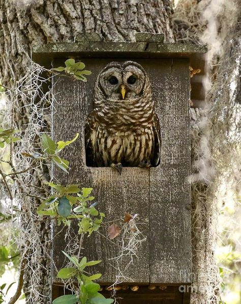 Owl House Plans, Owl Boxes, Owl Habitat, Owl Nest Box, Bird House Plans Free, Wooden Bird Feeders, Owl Box, Beautiful Birdhouses, Bird Houses Ideas Diy