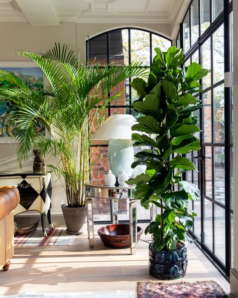 Tall Plant In Living Room, Big Green Plants Indoor, Plants For Interior Design, Indoor Plants Large, Large Plant In Living Room, Huge Indoor Plants, Ficus Plant Indoor, Indoor Big Plants, Fiddle Leaf Tree Living Room