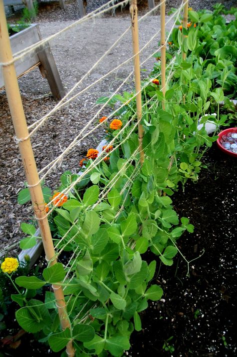 Snap Peas Garden, Vegetable Garden Trellis, Sugar Snap Pea, Snap Pea, Raised Vegetable Gardens, Diy Garden Trellis, Vegetable Garden Planning, Thriving Garden, Garden Vines