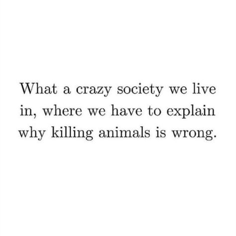 Animal Welfare Quotes, Animal Cruelty Quotes, Stalking Quotes, Animal Cruelty Awareness, Animal Rights Quotes, Stop Animal Testing, Feeding Program, Animal Experiments, Matter Quotes