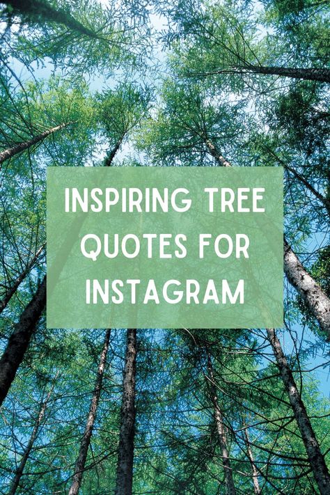 Let the beauty of trees inspire your Instagram feed with these heartfelt quotes. Nature, Tree Growth Quotes, Tree Hugger Quotes, Tree Quotes Nature, Tree Planting Quotes, Tree Sayings, Quotes About Trees, Trees Quotes, Tree Puns