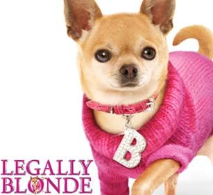 I wish this sweater came in blue or red! Bruiser Woods, Chihuahua Accessories, Chihuahua Clothes, Pack Leader, Crazy Dog Lady, Designer Dog Clothes, Chihuahua Love, Legally Blonde, Chihuahua Puppies