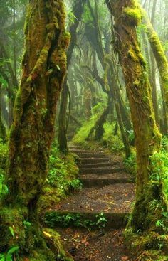 Hoh Rain Forest Trail at Olympic National Park in Washington State … Oahu, Camping Trailers, Matka Natura, Forest Trail, Forest Path, Olympic National Park, Magical Places, Beautiful Places To Visit, Most Beautiful Places