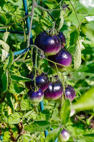 The "Indigo Rose" tomato is the first truly purple tomato. It was developed at Oregon State University, as part of a program to develop tomatoes with a high level of antioxidants. Purple Tomatoes, Heirloom Tomatoes Growing, Purple Tomato, Purple Vegetables, Herb Life, Growing Organic Vegetables, Growing Organic Tomatoes, Tomato Farming, Dubai Miracle Garden