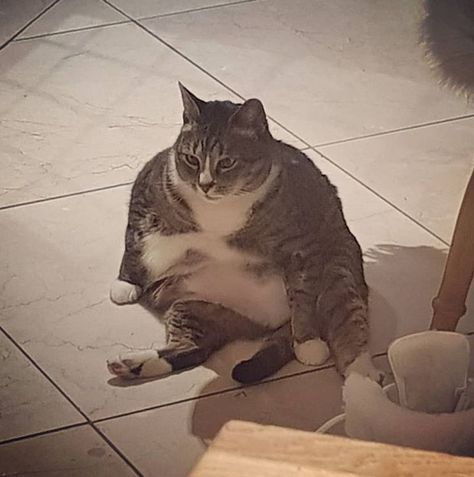 Chubby Cat | Chubby Kitty | Lovely Cat | Cute Cat | Funny Cats | Funny Cat Moments | Cats | Pets | Animal Lovers #chubbycats #chubbykitty #cats #catlovers #cutecats #cutestcat #lovelycats #funnycats #funnycatmoments #funnycatpictures #catimages #funnycatimages #funny #fun #catpictures #pets #animals Nature, Cute Cat Funny, Funny Cat Images, Chubby Cat, Lovely Cat, Cat Cute, Cats Funny, Cat Funny, Pets Animals