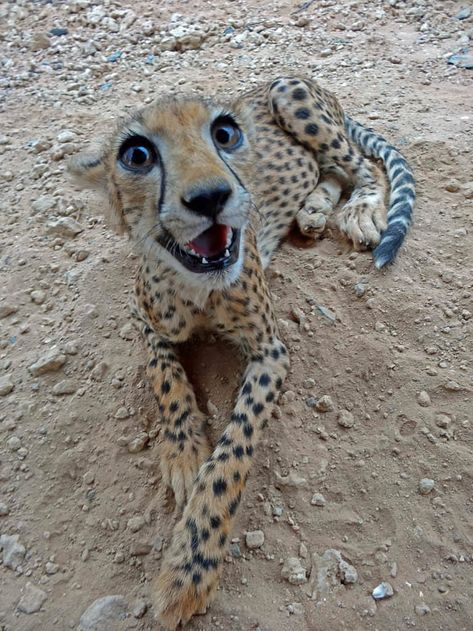 Cheetahs, Big Cats, Gato Grande, Diy Dog Costumes, Pretty Animals, Dog Costumes, Silly Cats, Nature Animals, Wild Cats