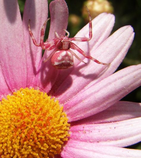 Pink spider Animal Tattoos, Funny Animal Art, Pink Spider, Animal Print Wallpaper, Pretty Animals, About Animals, Print Wallpaper, Animals Of The World, Animal Wallpaper