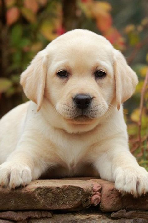 light brown yellow white puppies - Google Search Small Cute Puppies, Cute Dog Pics, Labrador Noir, Big Dogs Breeds, Biggest Dog In The World, English Labrador, Biewer Yorkie, Biggest Dog, Cute Fluffy Dogs
