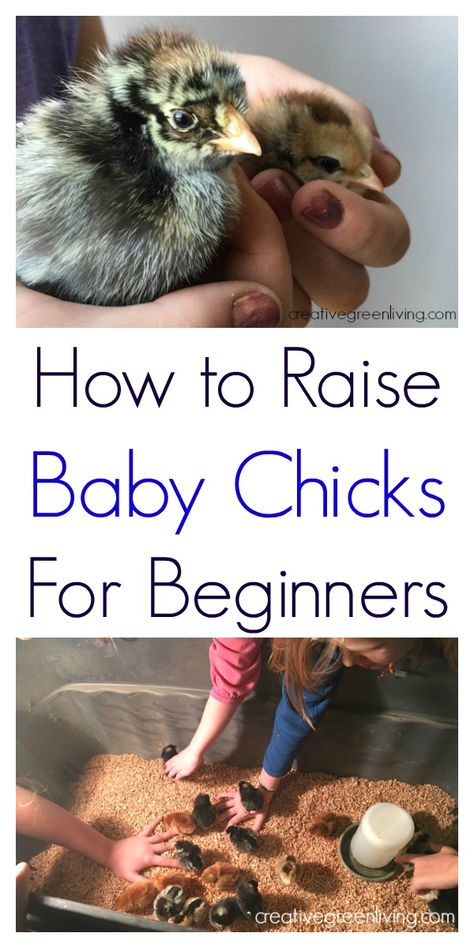 Raising Baby Chicks, Baby Chicks Raising, Raising Chicks, Homestead Chickens, Backyard Chicken Farming, Raising Backyard Chickens, Chicken Garden, Keeping Chickens, Baby Chickens