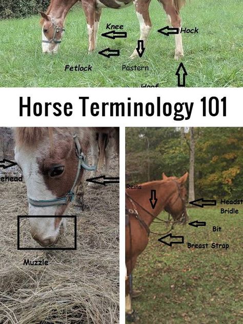 Horse Terminology 101 | The Survivalist Blog Horse Terminology, Buying A Horse, Vets Office, Horse Hacks, Homestead Diy, Equine Massage, First Horse, Homesteading Tips, Riding Tips