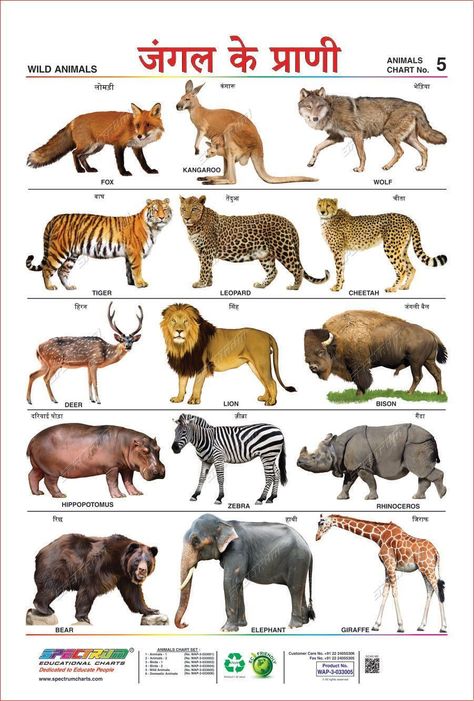 Printable Animal Pictures, Wild Animals List, Animals Name In English, Animal Pictures For Kids, Animals Name, Learning Poster, Learning English For Kids, Wild Animals Pictures, Kids English