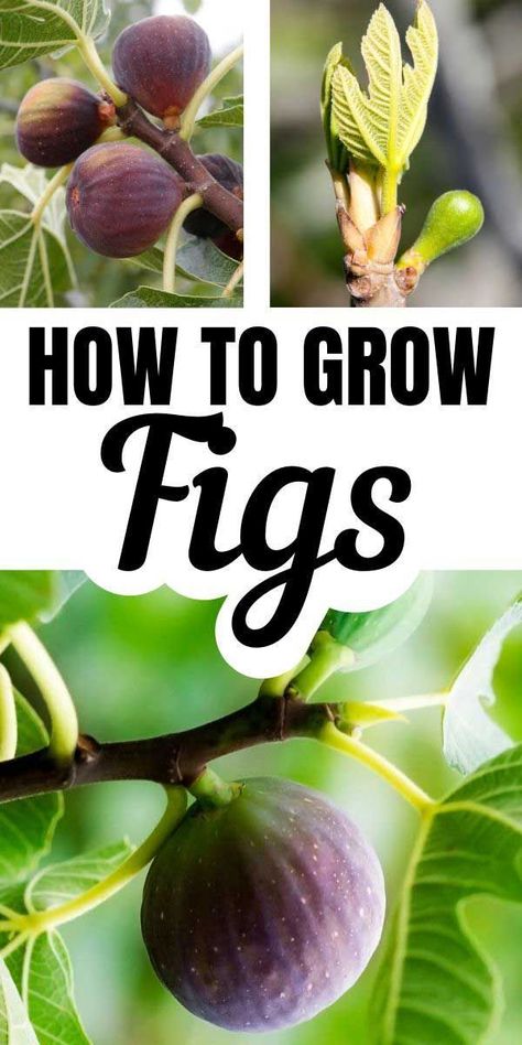 How To Grow A Fig Tree, How To Grow Fig Tree, Tropical Fruit Garden, Fig Tree Care, Indoor Fig Trees, Landscaping Sketch, Landscaping Borders, Growing Fig Trees, Pot Tree