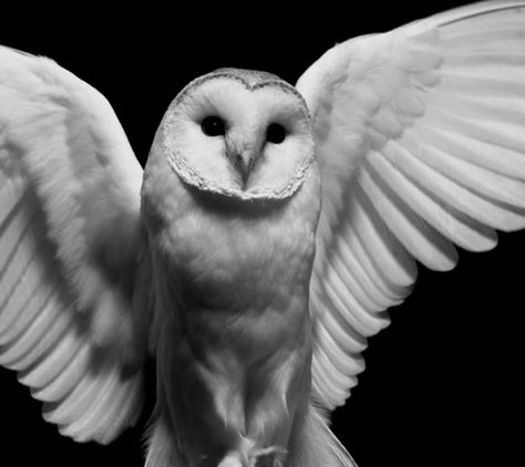 Owl Tumblr, Black Owl Aesthetic, Deftones Owl Tattoo, Owl Asthetic, White Owl Aesthetic, Deftones Owl, Owl Aesthetic, Barn Owl Tattoo, Bird Identification