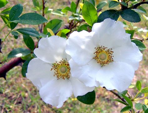 Cherokee Rose Georgia State Flower | Flickr - Photo Sharing! Georgia State Flower, Cherokee Indian Tattoos, Georgia Flower, Rose Reference, Cherokee Rose, Inca Tattoo, American Indian Tattoos, Cool Wrist Tattoos, Rose Tattoos For Women