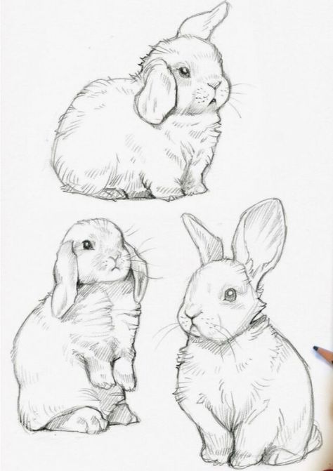 Cool Bunny Drawing, Love Bunny Drawing, Bunny Art Reference, Bunny Sitting Drawing, Bunny Laying Down Drawing, Realistic Bunny Drawing, Rabbit Drawing Realistic, Lop Eared Bunny Drawing, Cat And Rabbit Drawing