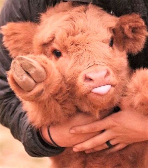 ♡♡ Sweet fluffy baby cows ♡♡ Cute Fluffy Cow, Cow Fluffy, Fluffy Cow, Cow Cute, Pet Cows, Cutee Animals, Cute Dogs Images, Baby Farm Animals