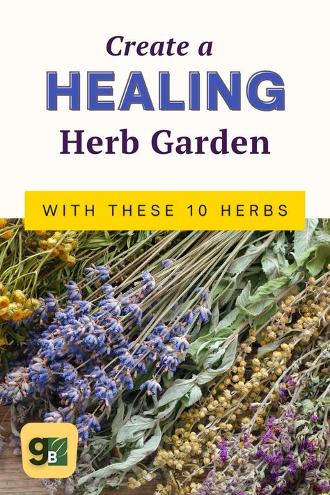 Embark on your journey of herbal medicine gardening with our top starter herbs. Easily grown and rich in healing properties, these 10 herbs are perfect for beginners. From Calendula to Holy Basil, Lemon Balm to Peppermint, start cultivating your garden and have a handy supply of natural remedies at your fingertips. Click to explore the 10 best medicinal herbs to grow in your garden. Medicinal Herb Garden Layout Raised Beds, Medicinal Herbs For Beginners, Beginner Medicinal Herb Garden, Indoor Medicinal Herb Garden, Herb Gardening For Beginners, Herbalist Beginner, Growing Medicinal Herbs, Medicinal Garden Layout, Herbal Garden Design