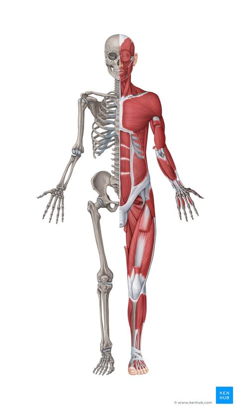 Muscoskeletal System, Muscular System Drawing, Human Body Muscles, Body Muscle Anatomy, Skeleton Muscles, Muscle Movement, Muscle System, Body Bones, Body Human