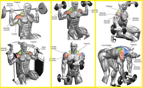 Top 5 Shoulder Exercises for Cannon Ball Delts - all-bodybuilding.com Statue, Art, Deltoid Exercises, Lion, Lion Sculpture, Sculpture, Quick Saves