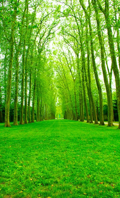 Trees of Versaille | nicolewaks | Flickr Nature Background Images, Photoshop Backgrounds Backdrops, Green Scenery, World Most Beautiful Place, Desktop Background Pictures, Green Screen Background Images, Dslr Background Images, Amazing Nature Photos, Simple Background Images