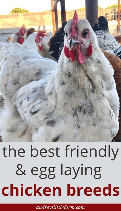 Type Of Chickens Breeds, Egg Laying Chickens For Beginners, Farm Animals For Beginners, How To Have Chickens For Eggs, Cute Chicken Breeds, Best Backyard Chickens, How To Make Your Chickens Friendly, Quail And Chicken Coop, Different Chicken Breeds
