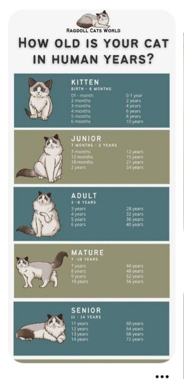 Cat Language Meow, Cat Pet Aesthetic, Where To Pet Cats, How To Pet Animals Chart, Cat Genetics Chart, Old Cat Aesthetic, Cat Petting Chart, How To Convince Your Parents To Get A Cat, Cat Things Aesthetic