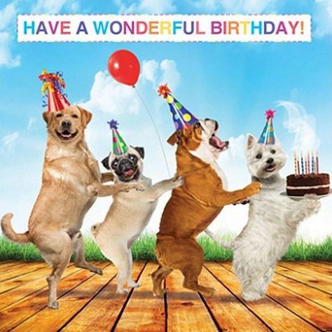 101 Funny Happy Birthday Dog Memes for Paw Lovers Everywhere Happy Birthday Dog Meme, Dog Birthday Wishes, Happy Birthday Animals, Happy Birthday For Her, Dog Lovers Birthday, Funny Happy Birthday Wishes, Happy Birthday Dog, Happy Birthday Beautiful, Happy Birthday Song