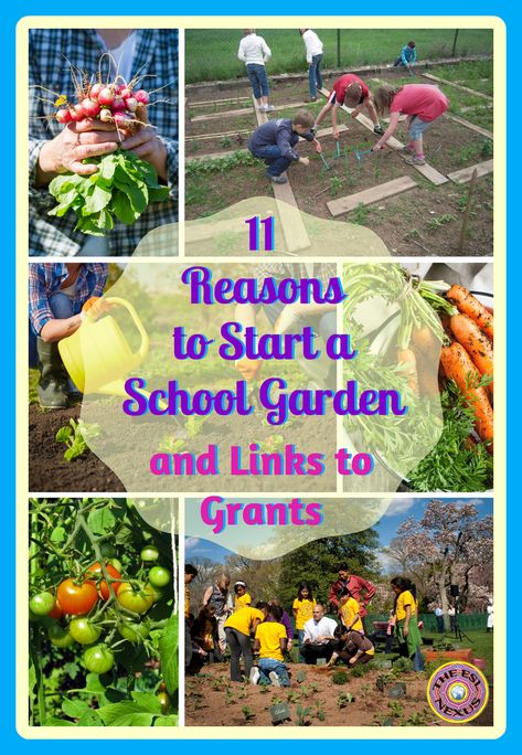 11 reasons you should plant a school garden, with links to info on how to start one and where to obtain funding for a school garden | The ESL Connection School Garden Club, School Greenhouse, Whimsical Garden Art, Sensory Garden, Garden Junk, School Celebration, Meteor Garden 2018, Easy Backyard, Starting A Garden